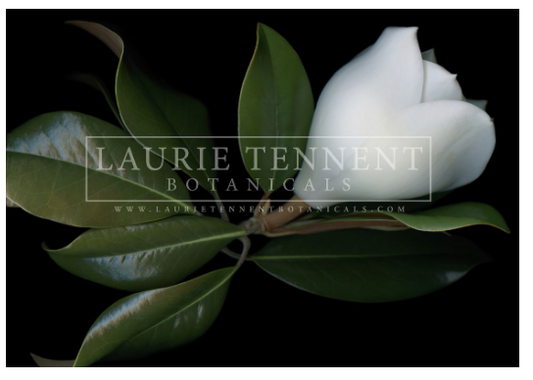 Magnolia Grandeflora