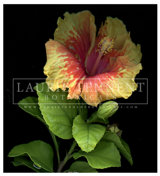 Hibiscus pink yellow
