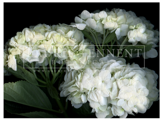 Hydrangea white