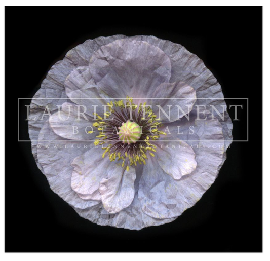 Grey ghost poppy