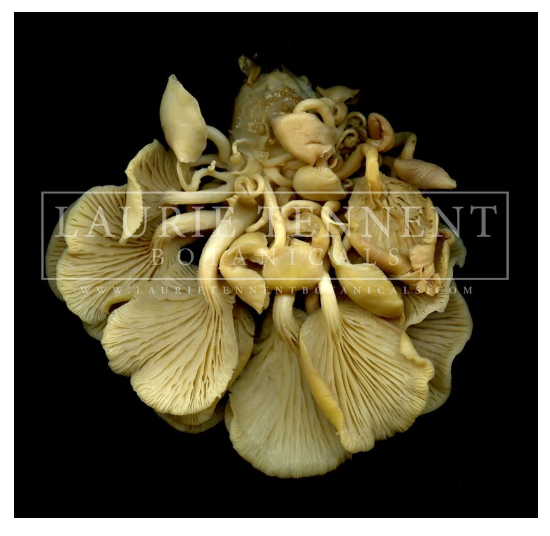Golden oyster mushroom