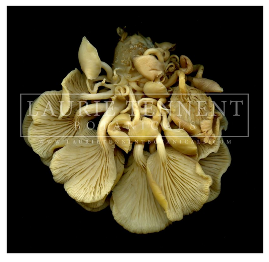 Golden oyster mushroom