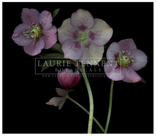 Hellebore purple