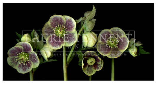 Hellebore