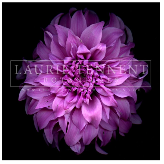 Dahlia Purple