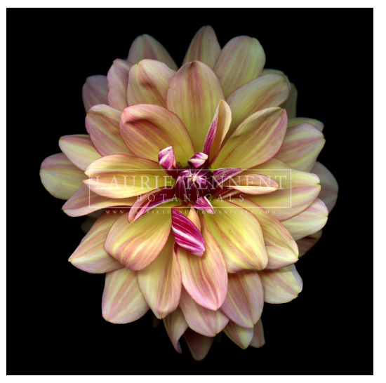 Dahlia Butterfly