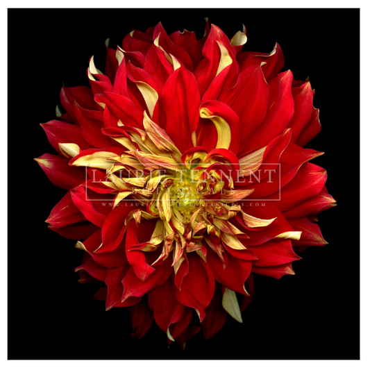 Dahlia Fire