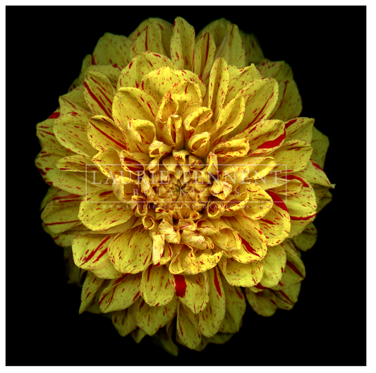 Dahlia Yellow