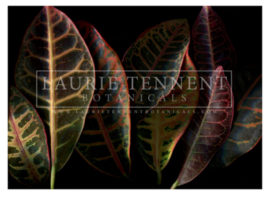 Croton leaves