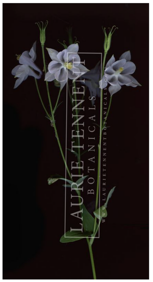 Columbine Blue Haddington