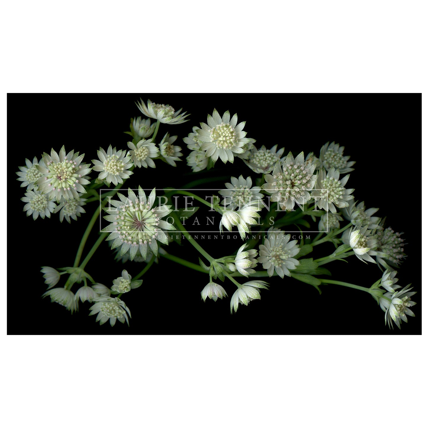 Astrantia