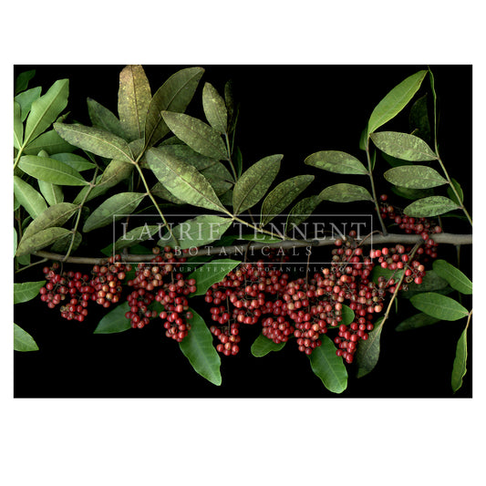 Brazilian Peppercorn
