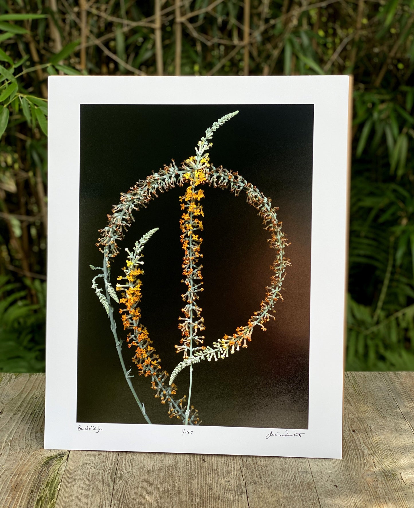 Limited Edition Artist Prints