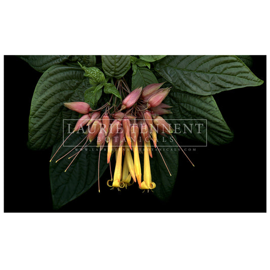 Deppea Splendens