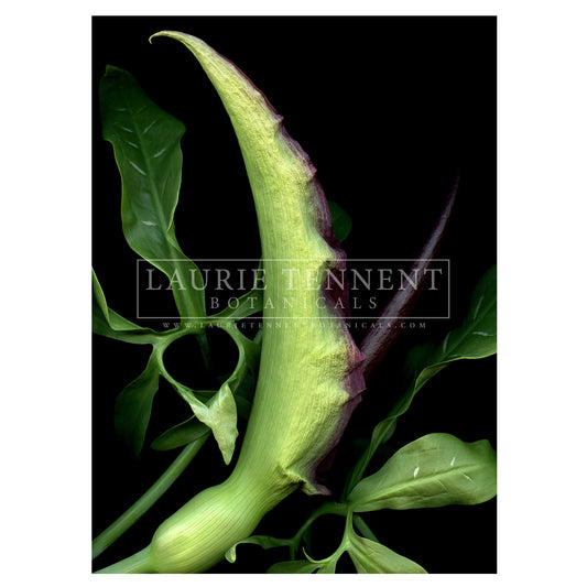 Dracunculus Vulgaris