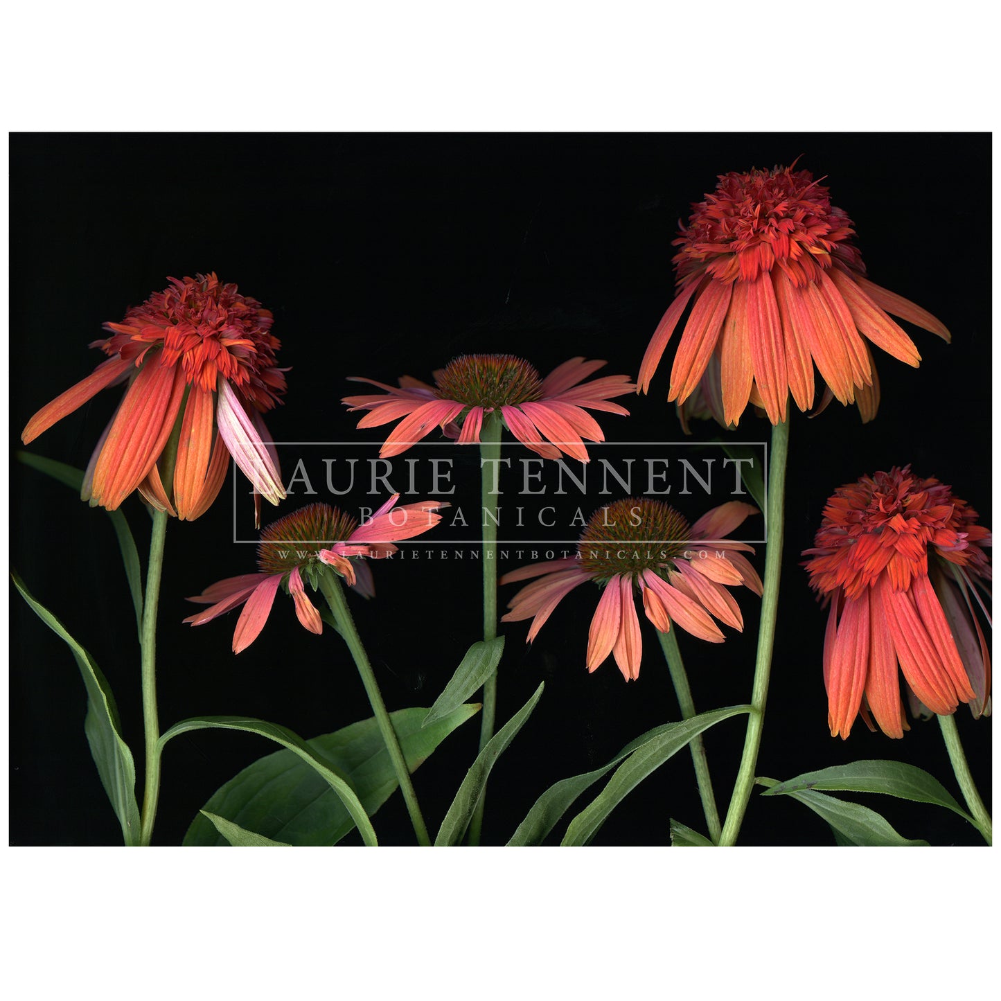 Echinacea