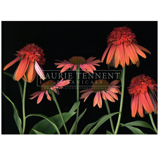 Echinacea