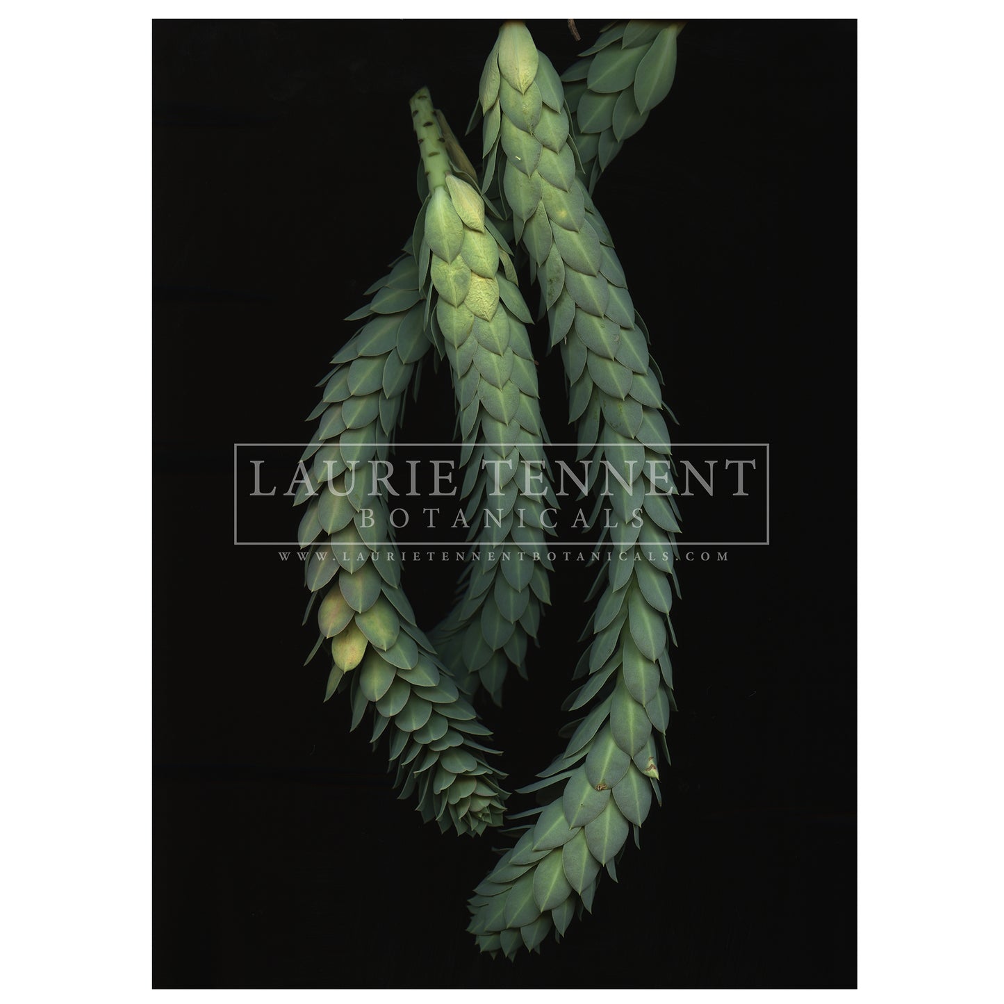 Euphorbia Myrsinites