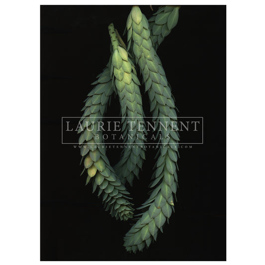 Euphorbia Myrsinites