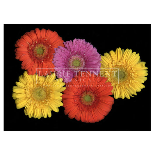 Gerber Daisy