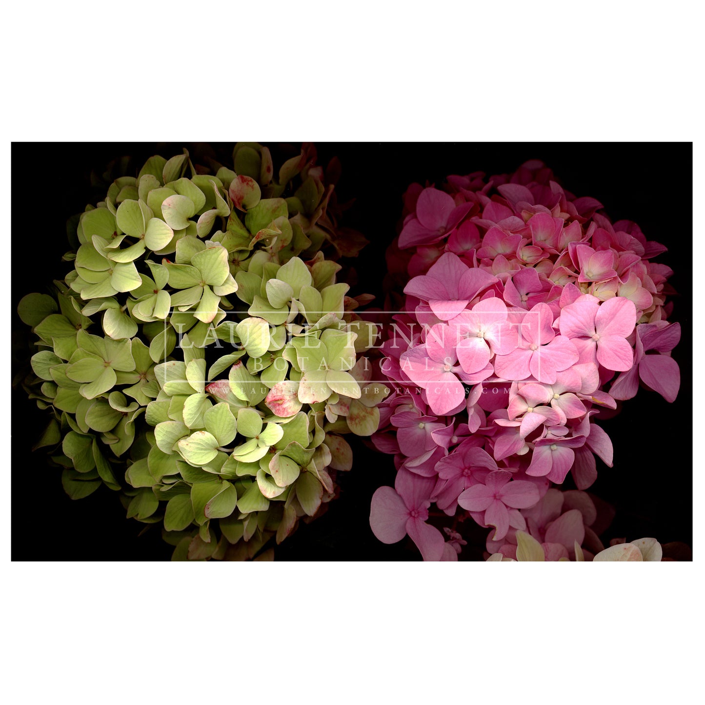 Hydrangea pink yellow