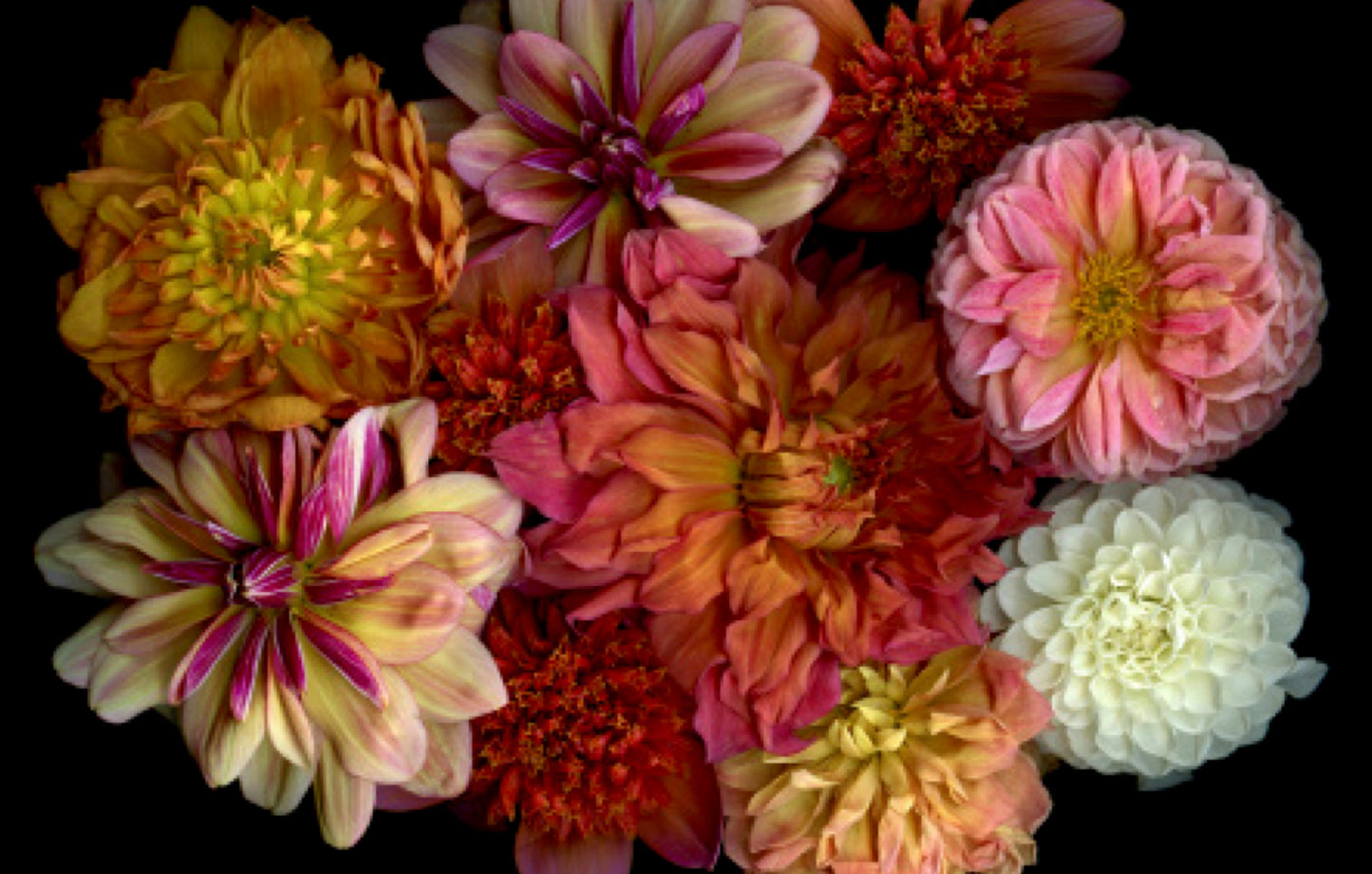 BOTANICALS: Intimate Portraits