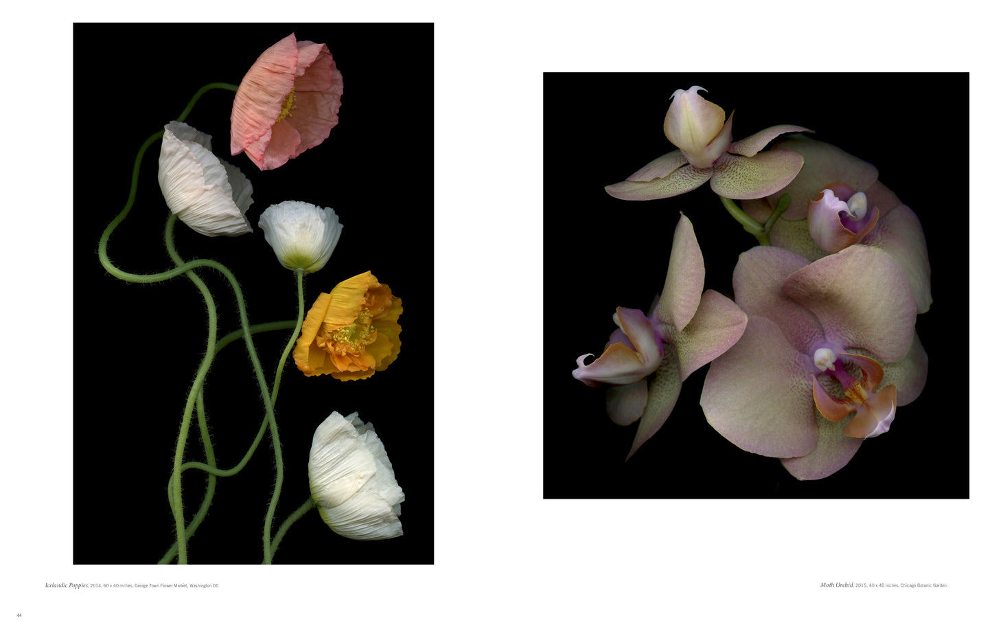 BOTANICALS: Intimate Portraits
