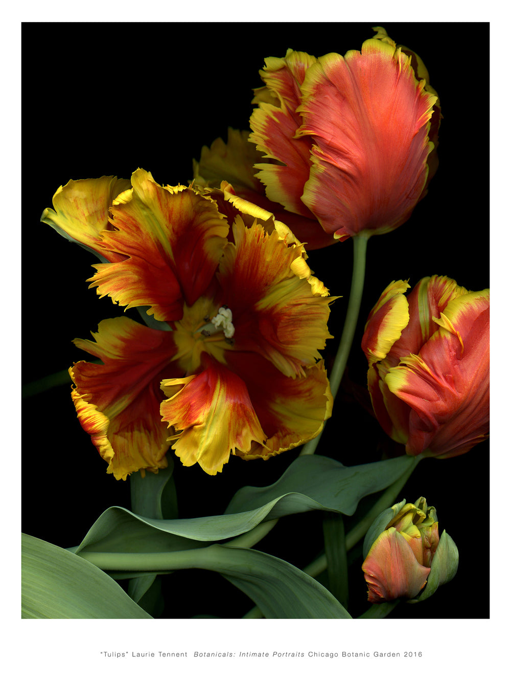 Laurie Tennent Poster web.jpg