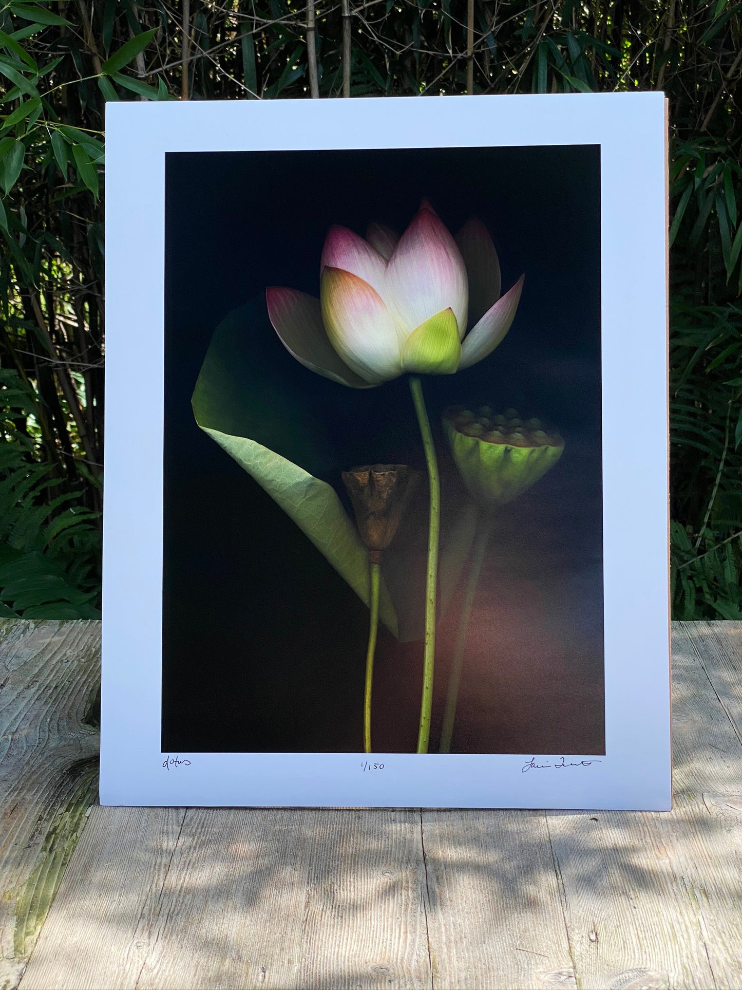 Limited Edition Artist Prints
