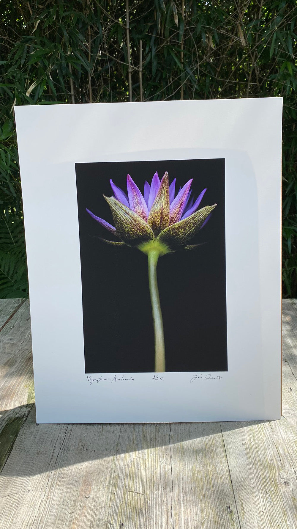 Limited Edition Artist Prints