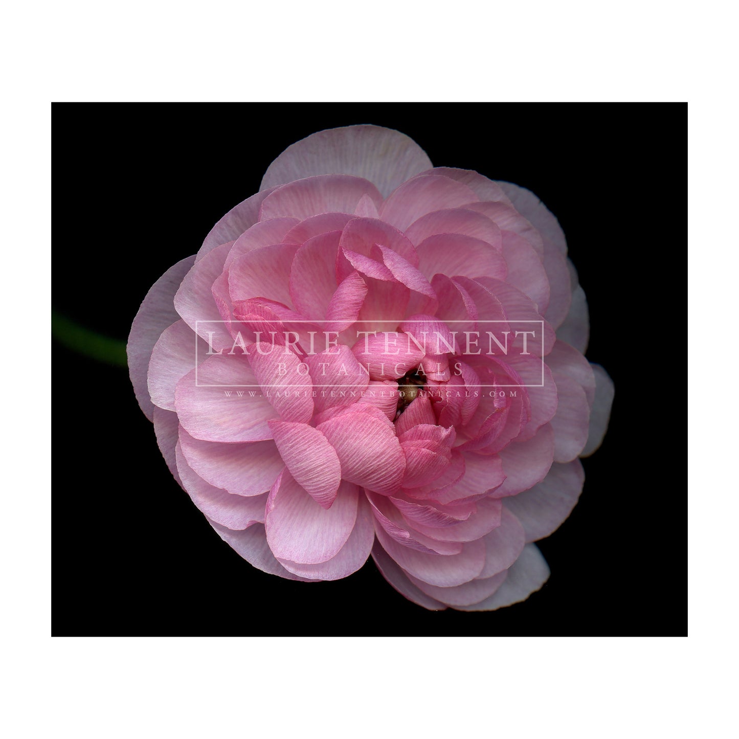 Pink Ranunculus