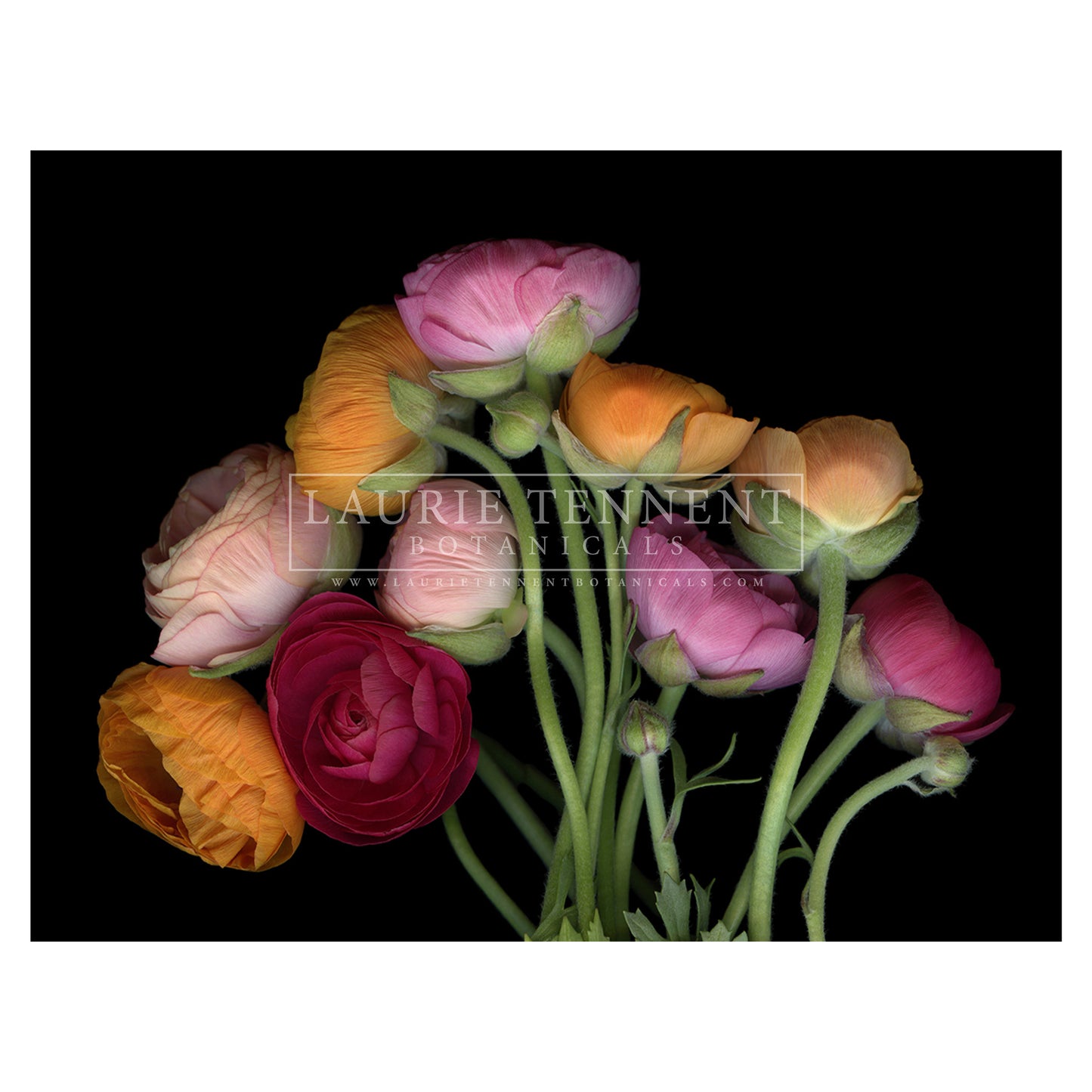 Ranunculus