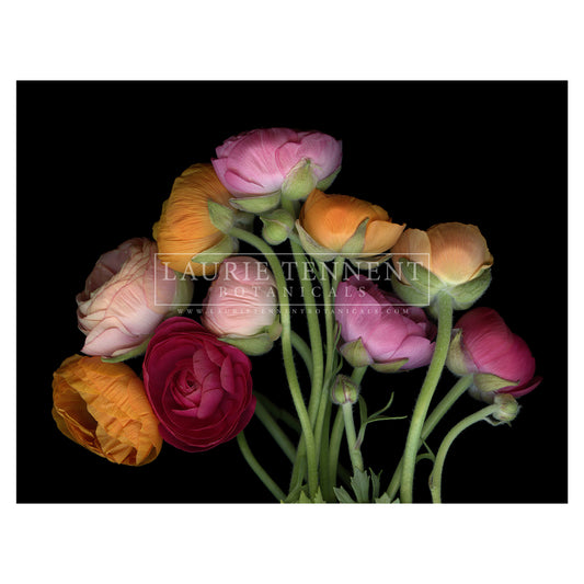 Ranunculus