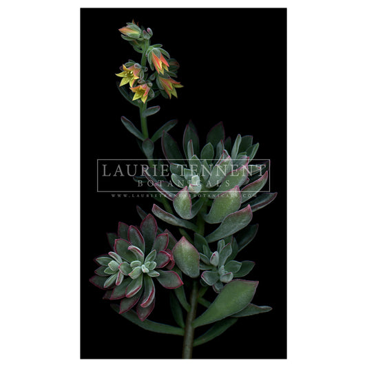 Red velvet echeveria