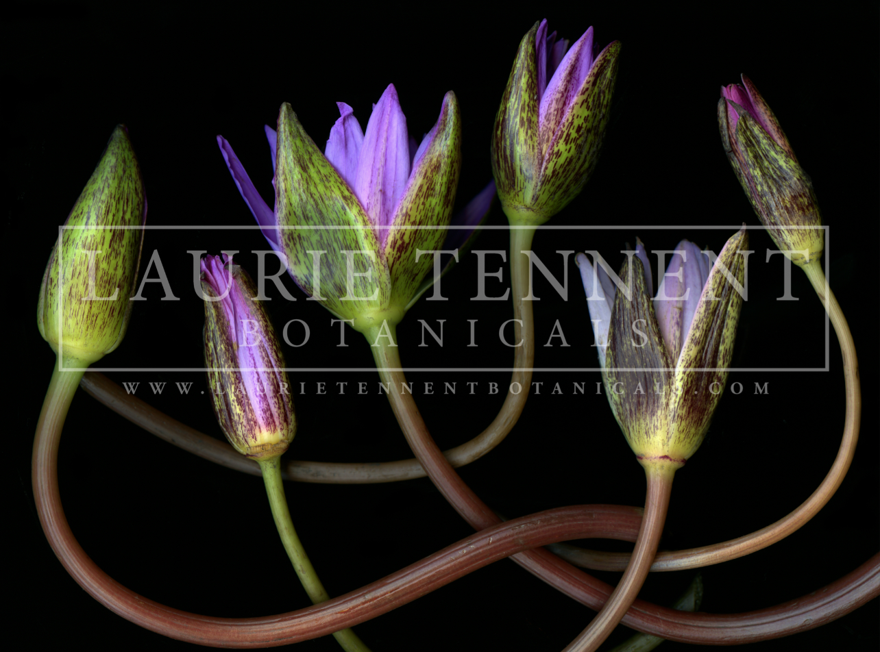 Water Lillies (Unframed Print)