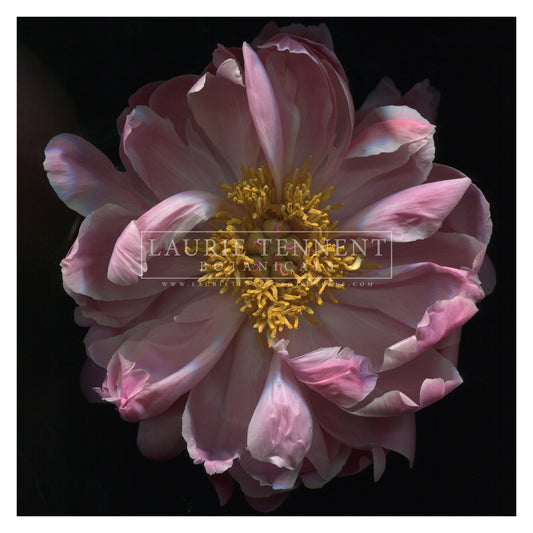 Square Peony