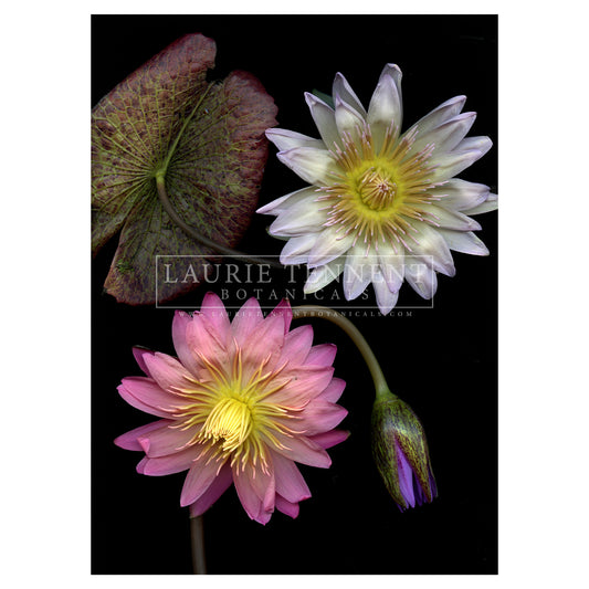 Waterlily blue channel