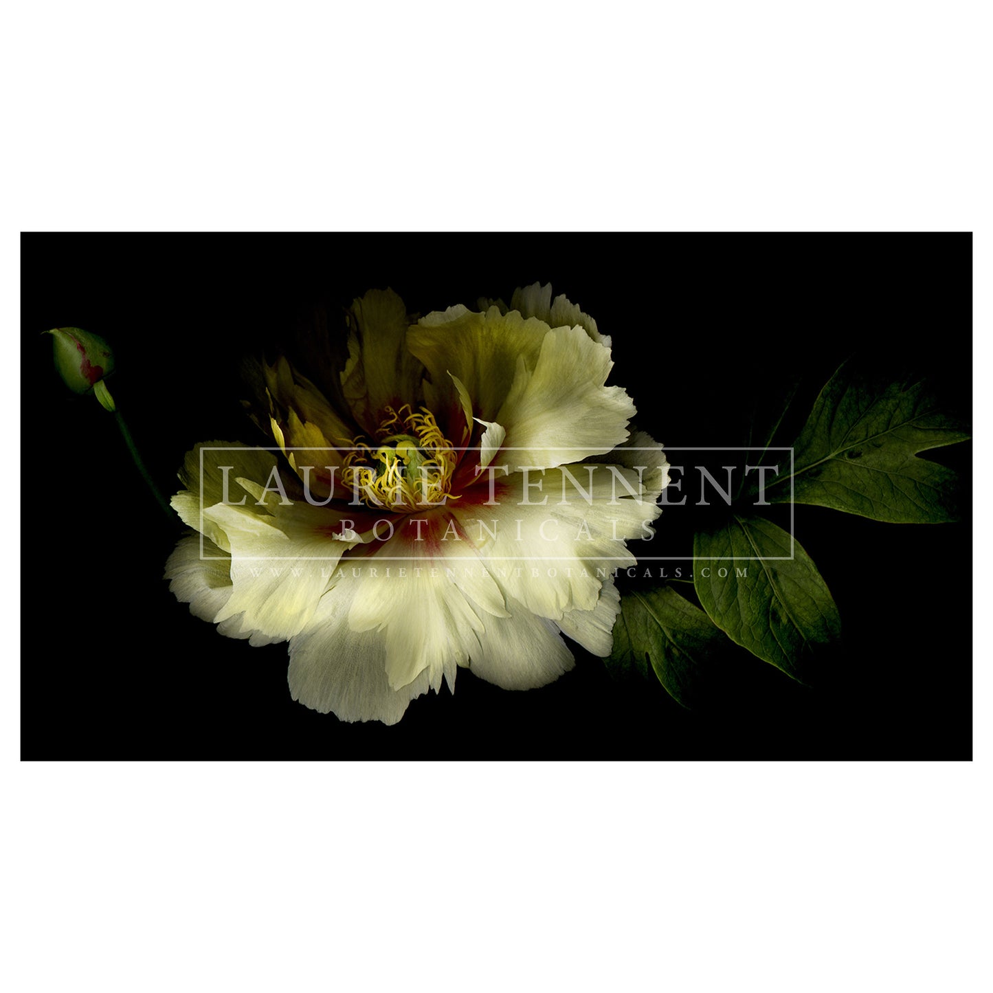White Peony