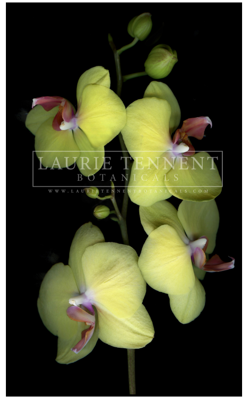 Orchid Yellow