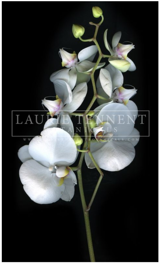 Orchid White II