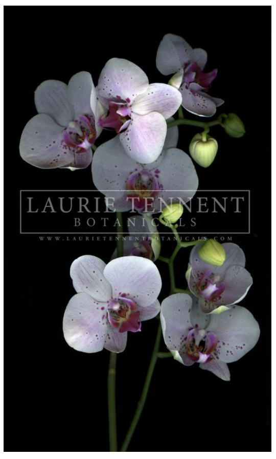 Orchid White I