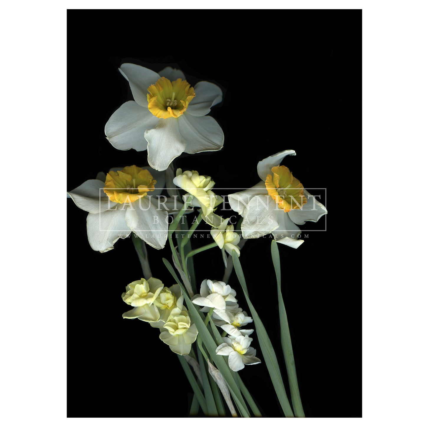 Daffodil Belle Isle