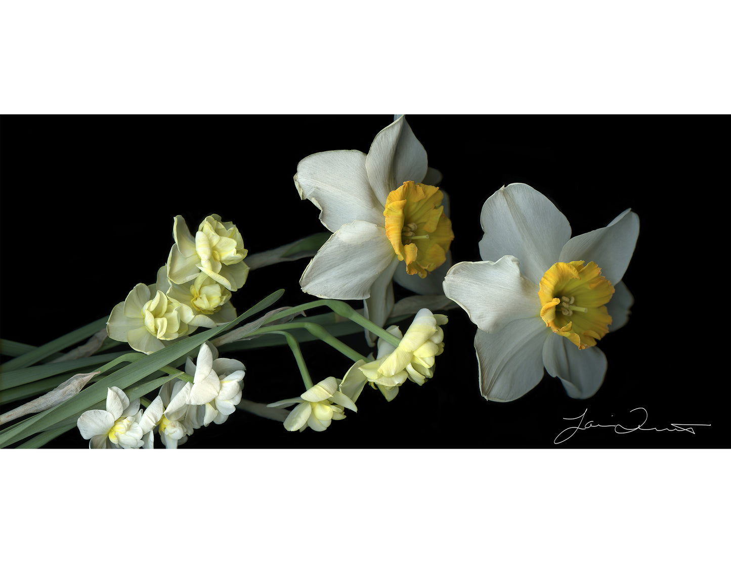 Daffodil Scarf - Georgette