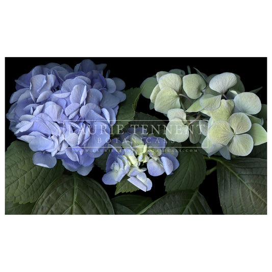Hydrangea blue white
