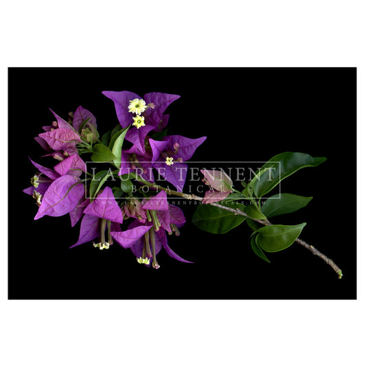 Bougainvillea Purple