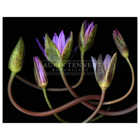Waterlily buds